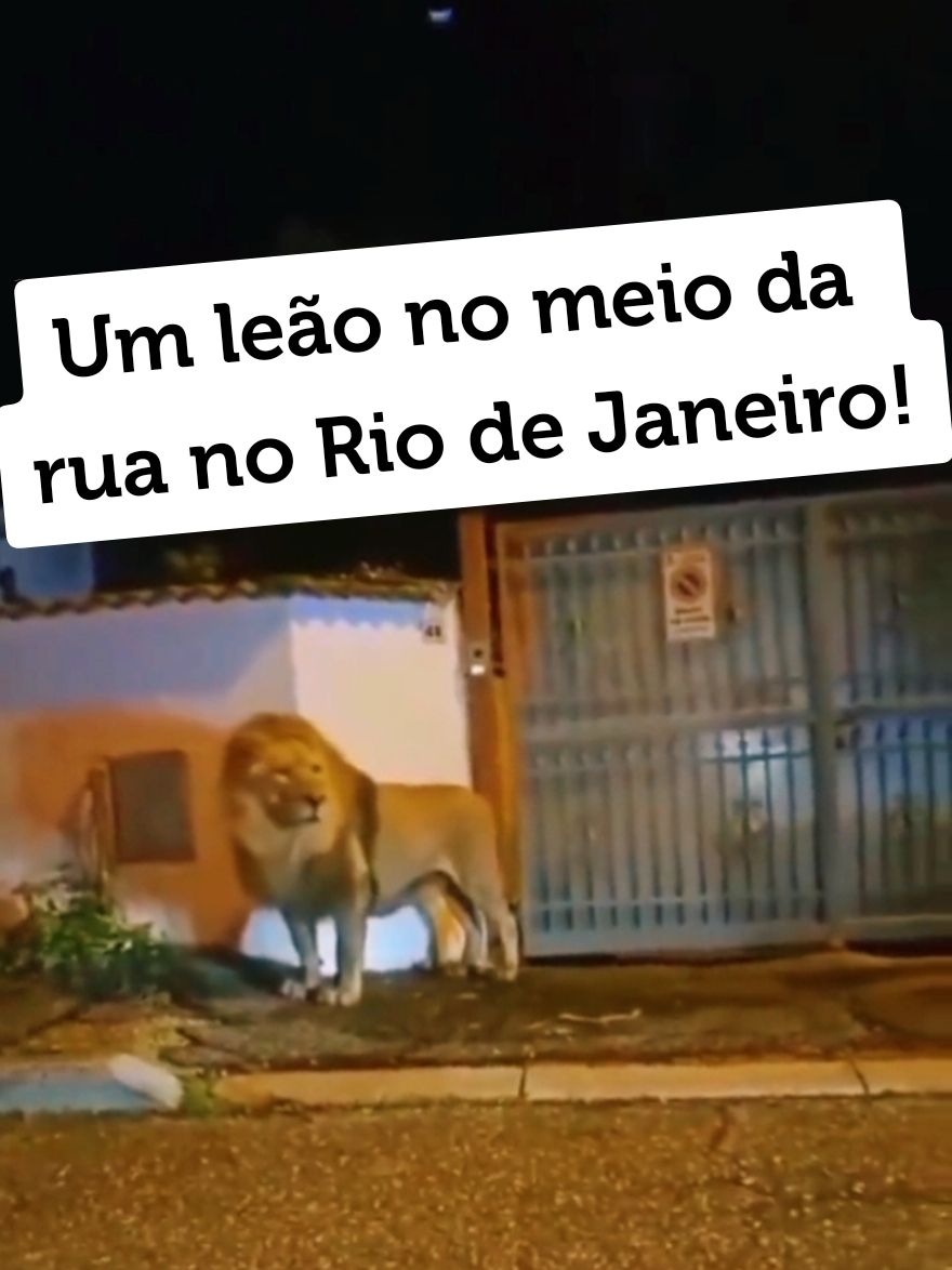 Um leão no meio da rua no Rio de Janeiro! #riodejaneiro #leao #saocristovao #humor #flamengo #rionaoeparamadores #comedia #zueira #leonina @BioParque do Rio @Biomesquita @comedia.oficiall @Historiografia errejota @𝐓𝐞𝐧𝐭𝐞 𝐧ã𝐨 𝐫𝐢𝐫 🤣 @comédia brasil @MEME BRASIL X @Rio de Nojeira @humor_carioca