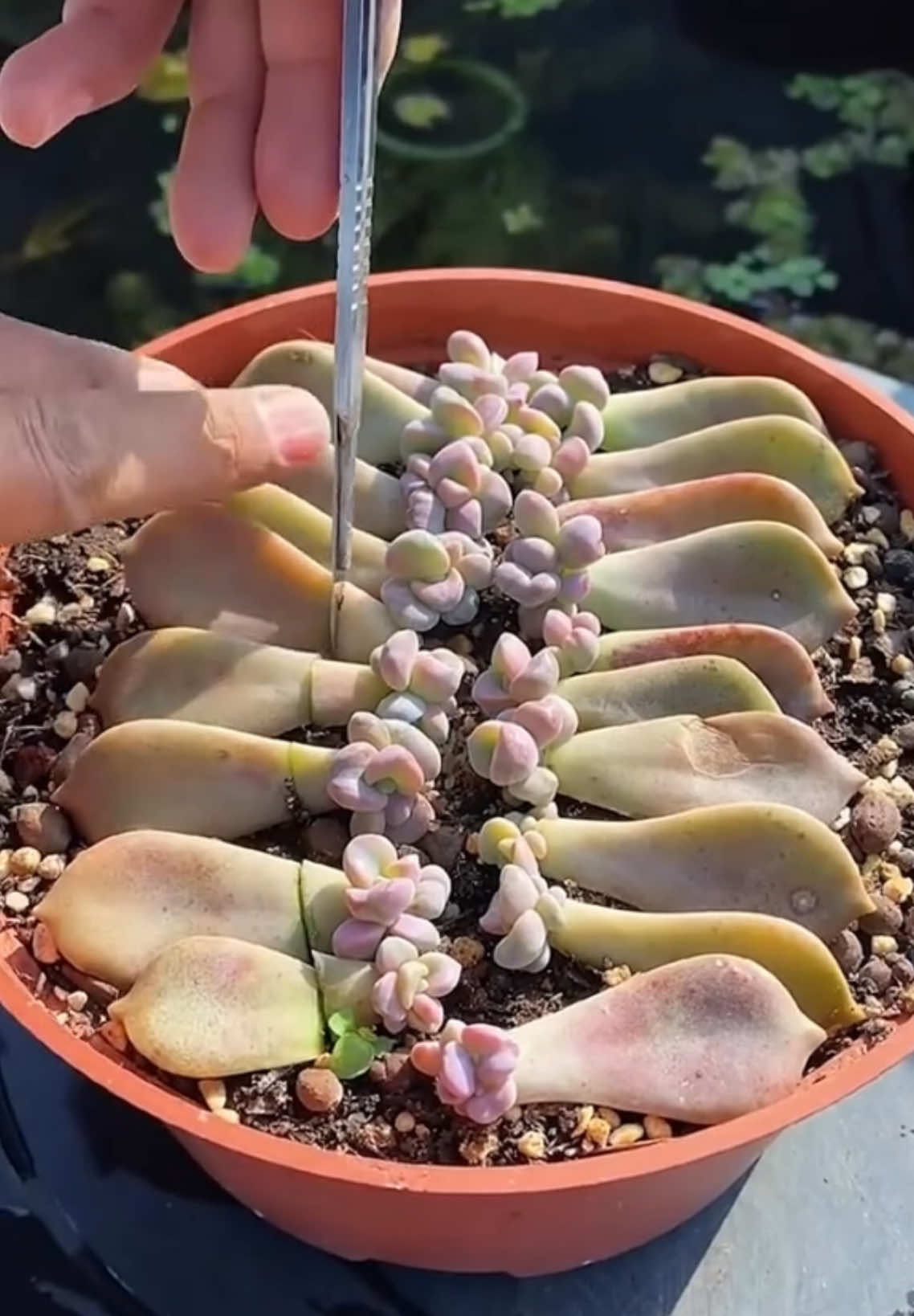 Satisfying Succulent Plants 🪴 #plants #succulents #succulentlove #succulentsoftiktok #satisfying #oddlysatisfying #fyp 