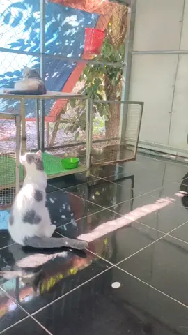 #thúcưng #pet #mèocute #cat #chómèohàihước 