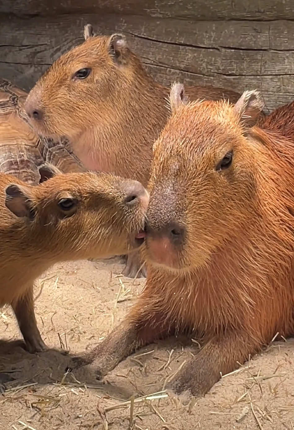 What's in the nostrils that fascinates capy so much?😅 #capybara #capy #funnyvideo #delicious 