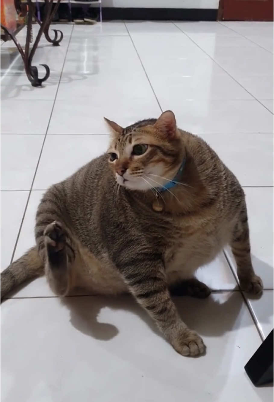 I love my fat cat #cat#catlover#cute#funny#foryou#foryoupage#ftg#funnycat#catsoftiktok#kitten