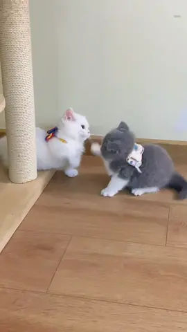 The cutest pet cat breed!#animals #Foryou #Friendship #Us #cat
