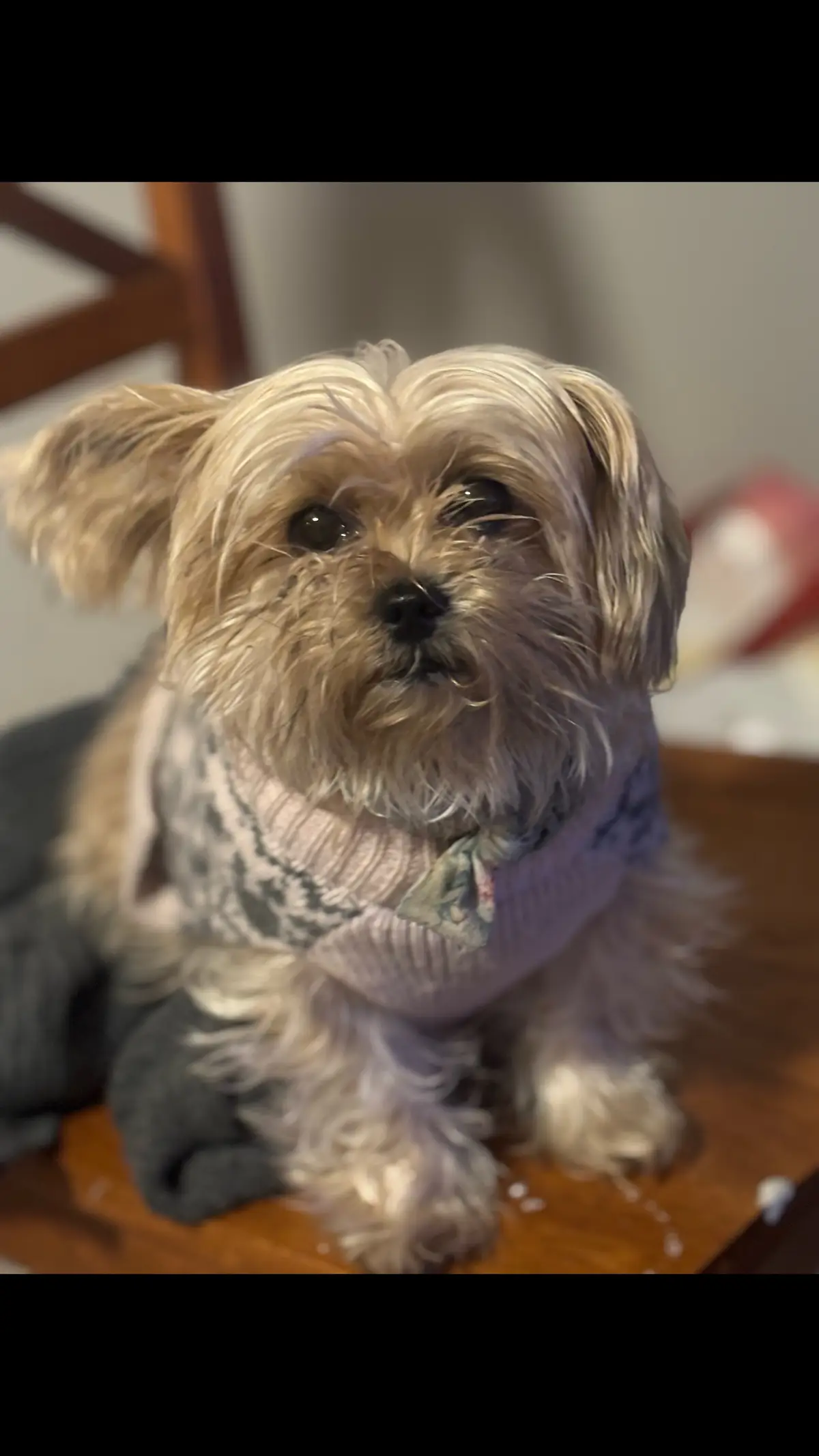 #limpbizkit #dogsoftiktok #dog #dogs #fyp #shorkie #sweaterweather #christmas #holiday 