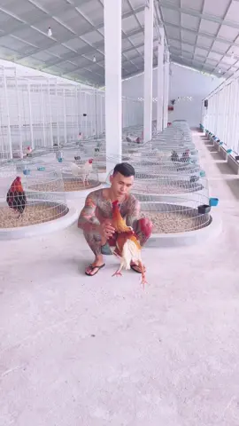 Sicula mời ae ăn🤣