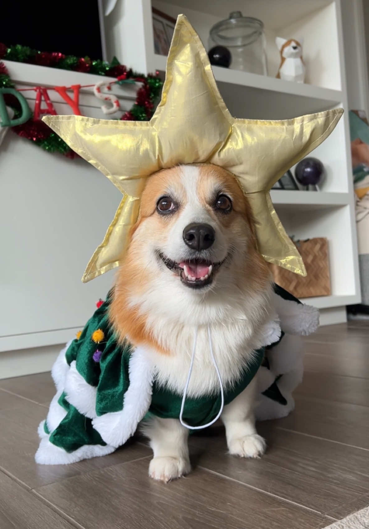 Getting the Corgmas tree ready! 🎄🎄🎄 #corgmas⁣ ⁣ ⁣ ⁣ #corgi #weeklyfluff #tofuthecorgi #corgilife #christmasdog #doglife #dogcostume #christmasdogs #christmasdoggie #christmastrees #christmasoutfit #christmascostume #barked #corgisofinstagram #christmastree #TikTokPartner 