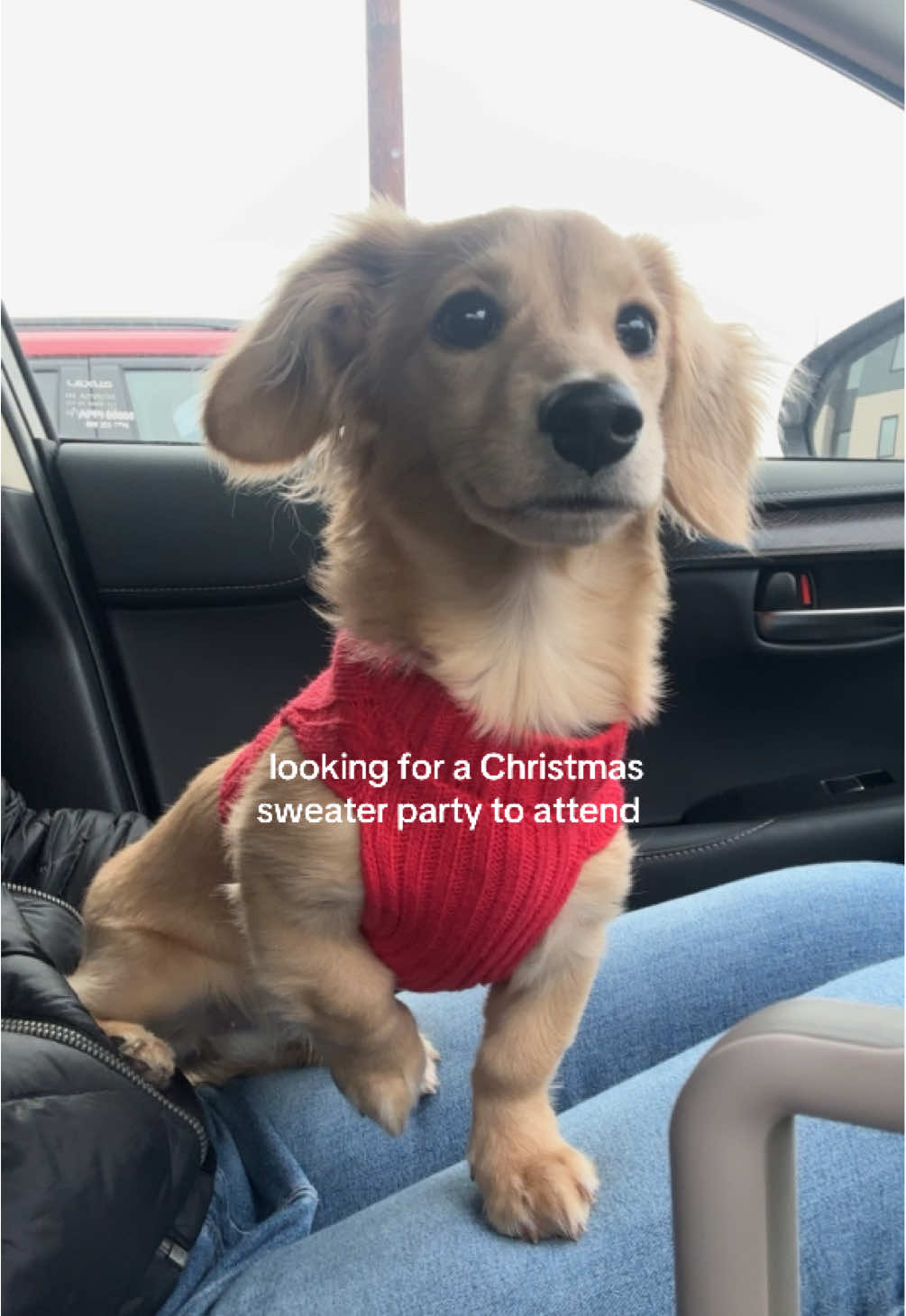 pls invite her or she’ll be really sad :/  #dachshund #dachshundsofinstagram #dachshundpuppy #dachshundlove #dachshundoftheday #puppy #longhairdachshund #dachshundoftiktok #longhairminidachshund #minidachshund #minidachshundpuppy 