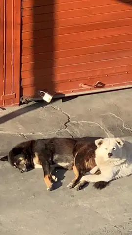 🐕🐾🥰