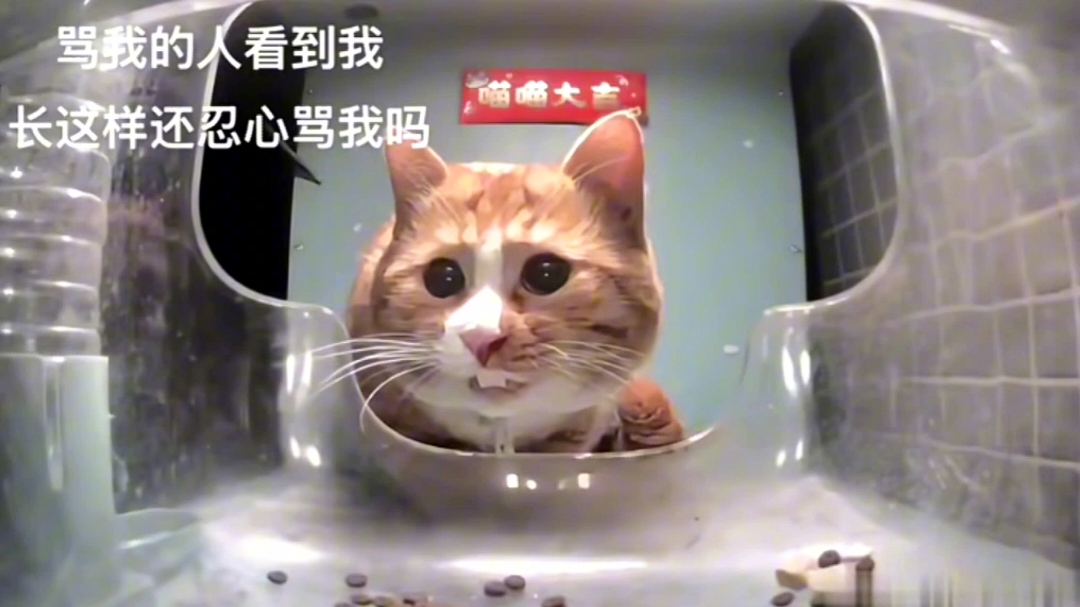 meow became loopy in a seconds  cr: 橙子味可乐 (douyin) #catsoftiktok #foryou 