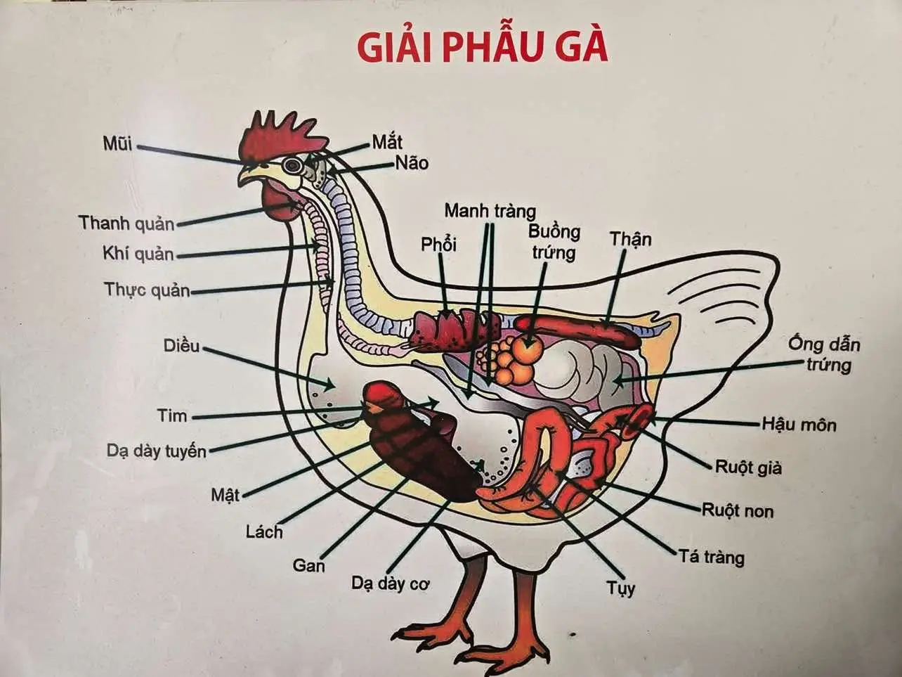 #gagiongvietphap #gà #gatreda #thuy#kienthucchannuoi #gàdentaybac#umga 