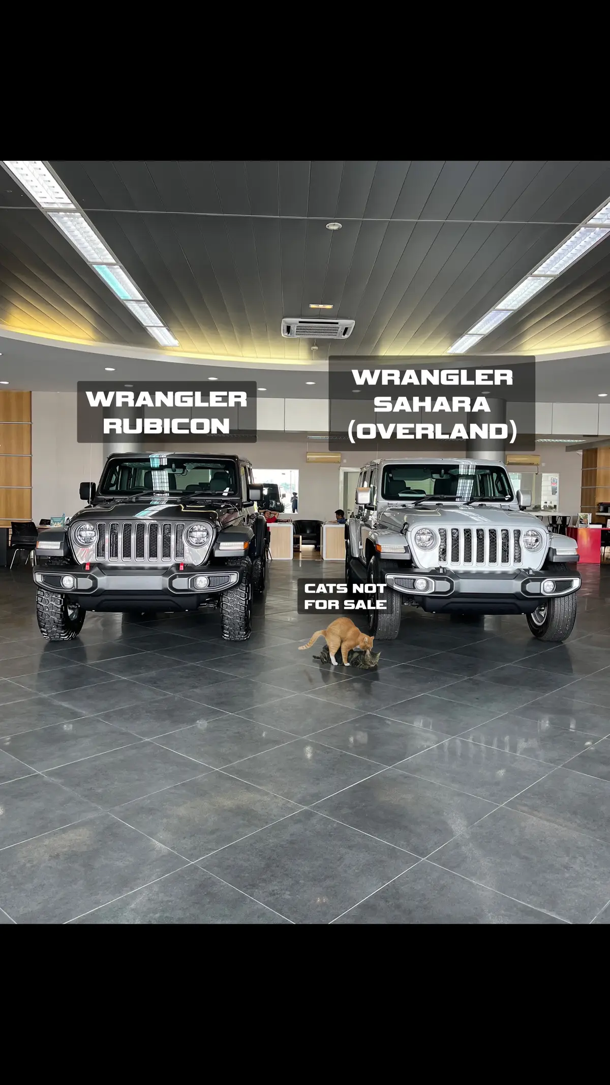 are we interrupting something? #jeep #jeeplife #jeeplove #orangecat 