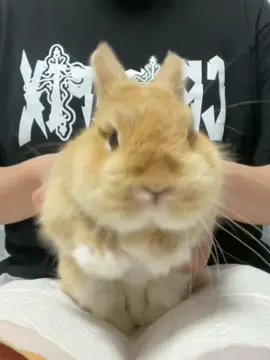 Bunny dance#bunny #rabbit #PetsOfTikTok #bunnylove #bunnyoftiktok #cute #bunnytok #rabbitsoftiktok 