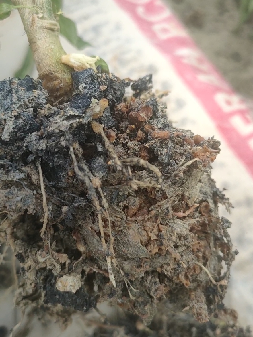 cabutsida busuk akar pada tanaman cabai #cabairawit #layufusarium #bulungan #pujaningsih 