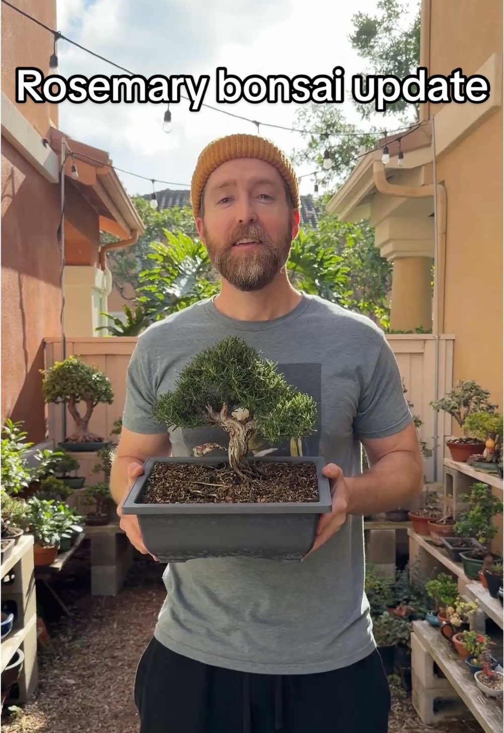 Rosemary bonsai pt 2 #bonsai #bonsaitree #bonsaitok #garden #gardening #nature #calm