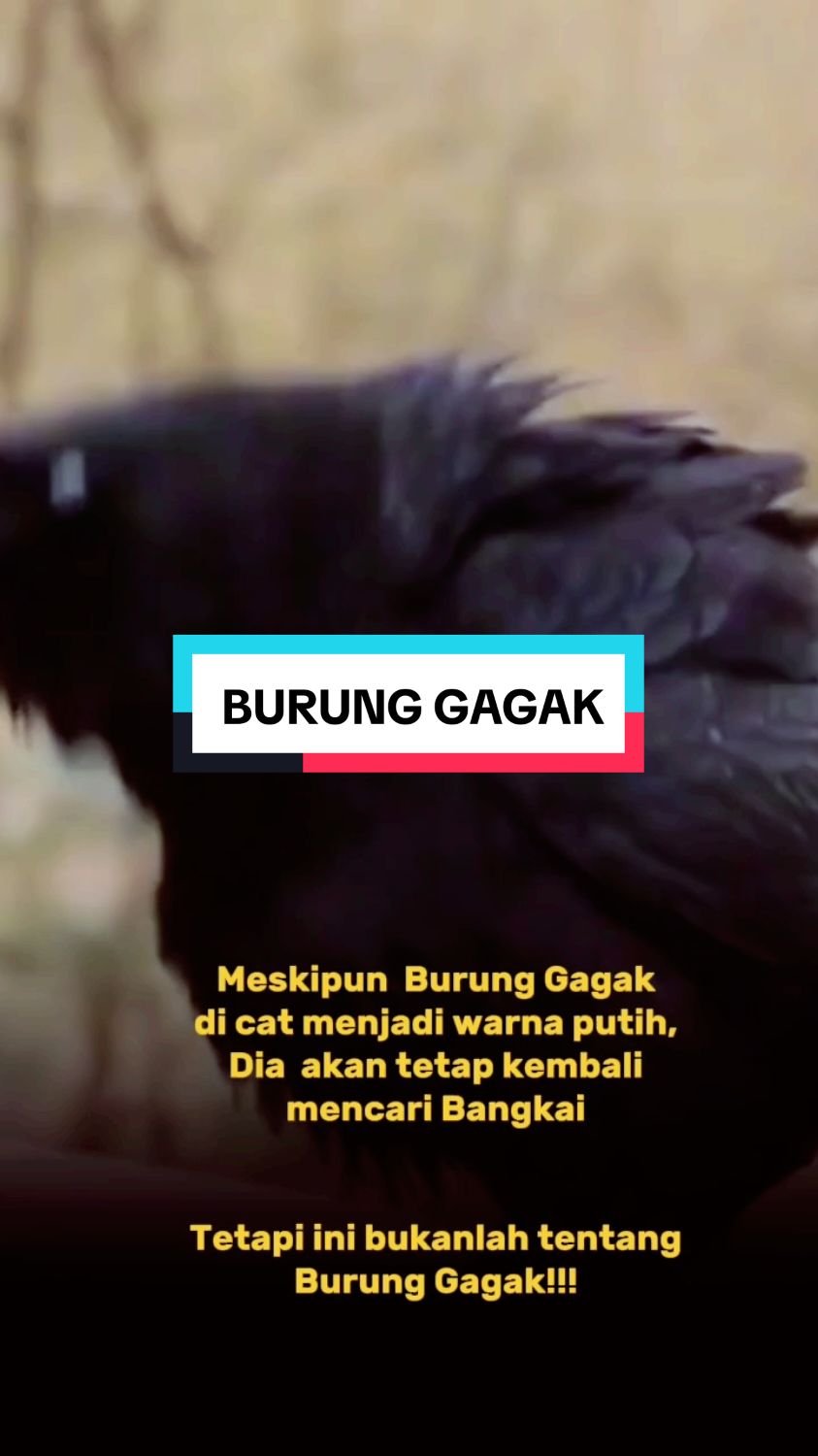 Burung Gagak #analogi #filsafat #tuturtinular #fyp #CapCut 