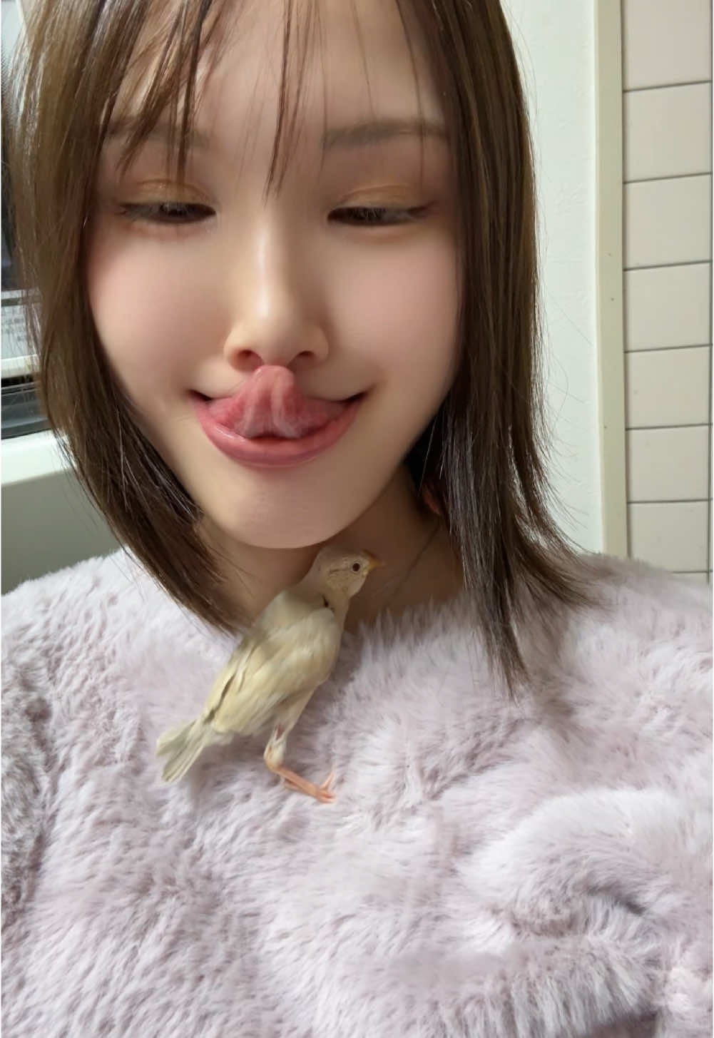 #長い舌 #文鳥 #ベロ 前に撮ってたやつ🤭