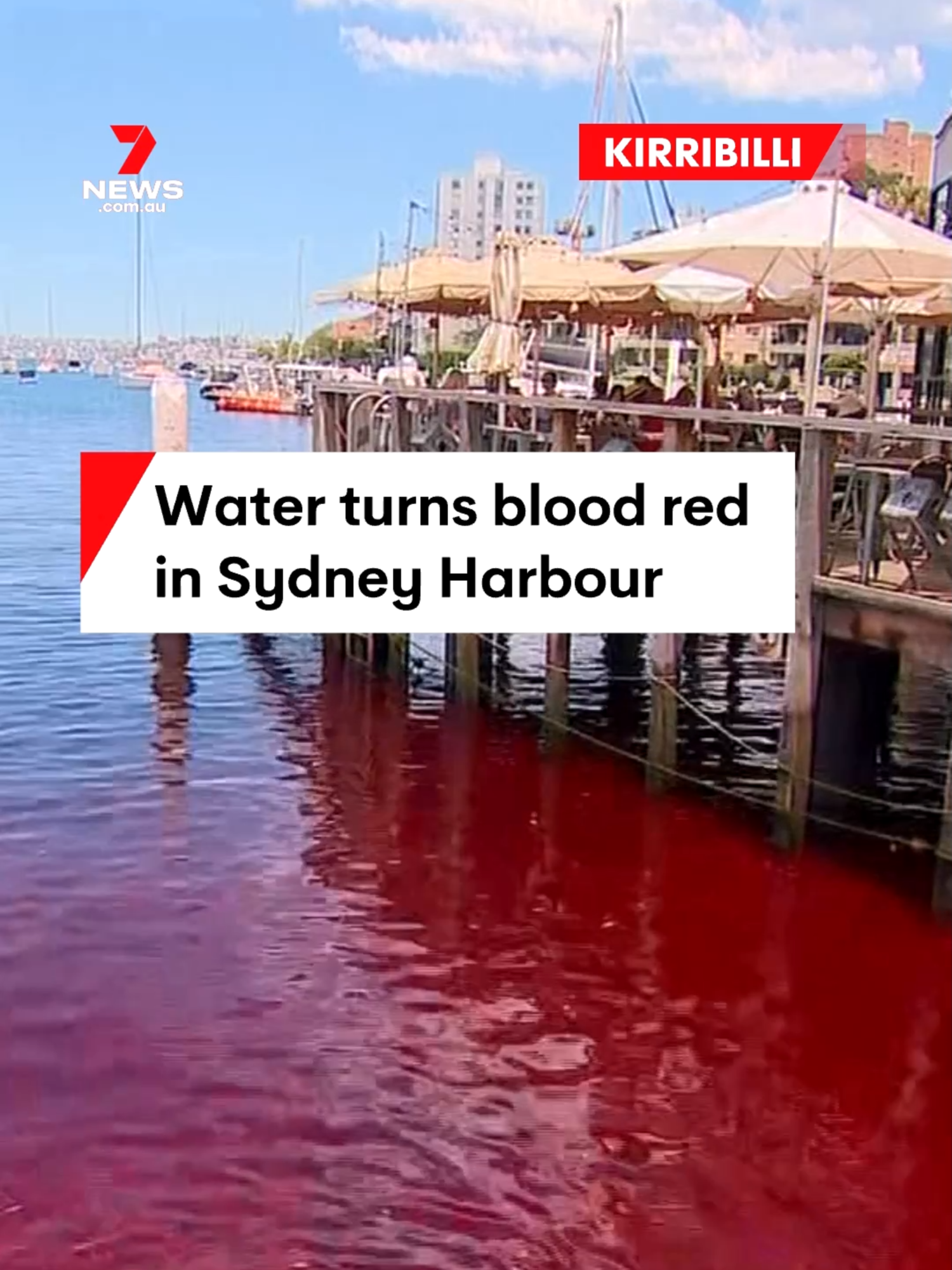 Water in Sydney Harbour has turned bright red, with non-toxic plumbers dye believed to be the likely cause. #water #dye #colouring #milsonpark #milsonspoint #kirribilli #northshore #lowernorthshore #northsydney #northsydneycouncil #sydneyharbour #sydney #7NEWS