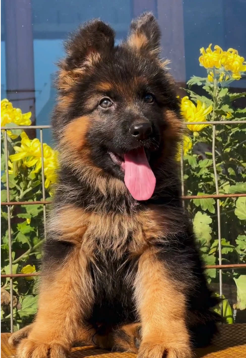 两个月的宝宝🥰🥰#dog #cute #shepherd #baby #귀여워 #셰퍼드 #강아지 