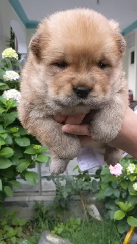 Progeny Of Zeta sold  #chowchoelife #PetsOfTikTok #gsds #chowchowcutepuppies #cutechowchow #chowchowlove #puppy #kidswithpets #puppies #puppy #cutechowchow 