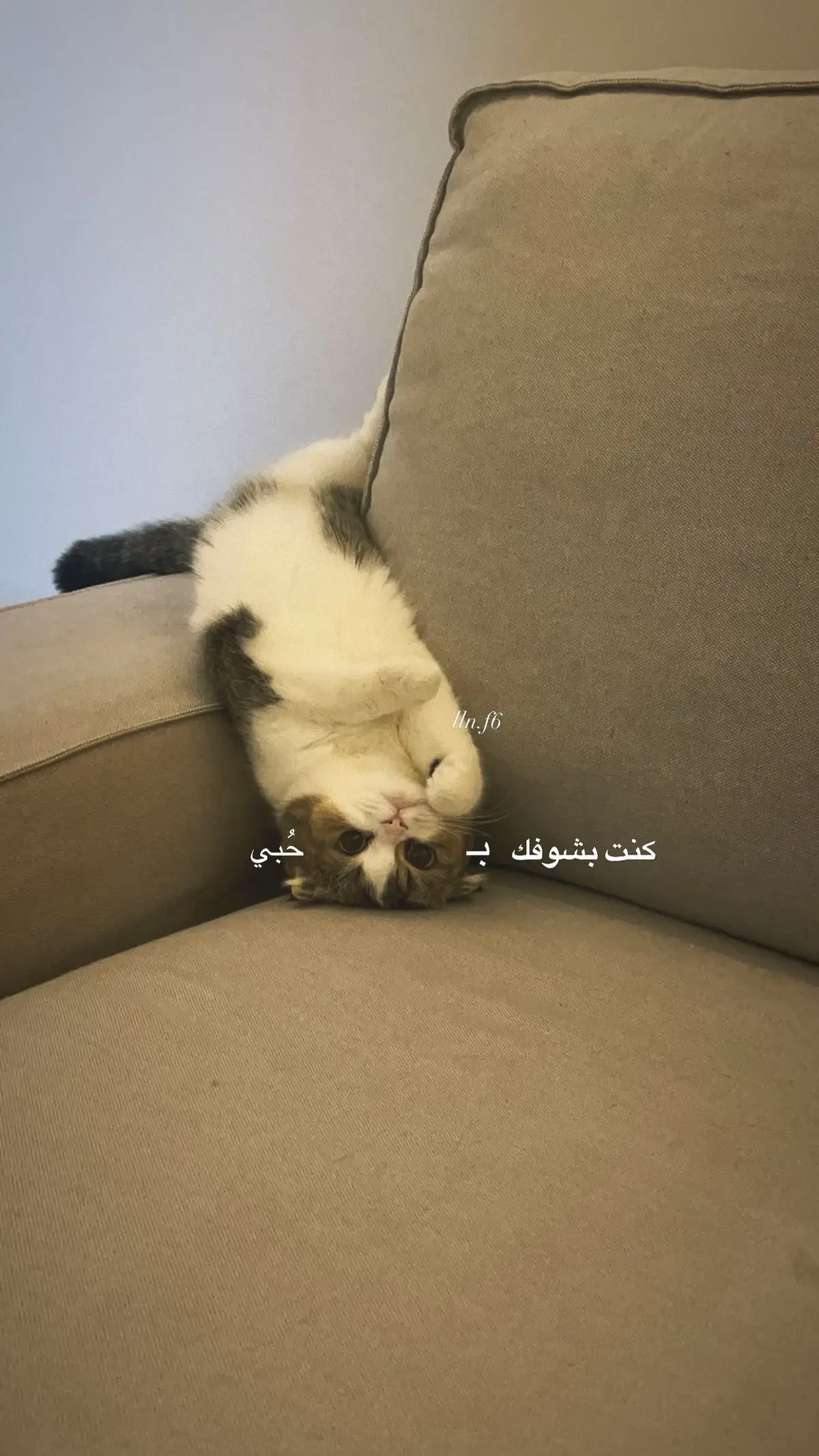 #fyp #explore #cat 🥺🤍🤍🤍🤍ماشاءالله 