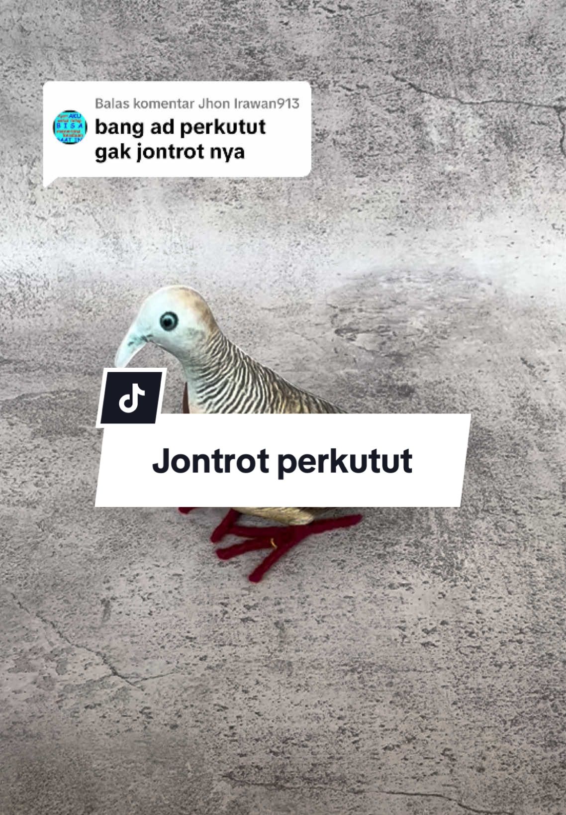 Membalas @Jhon Irawan913 jontrot perkutut beli disini bang 🫡 klik keranjang kuning yah #jontrotperkutut #patungperkutut #burungperkutut #perkututlokal #perkututindonesia #perkutut #fyourpage #tiktokmademebuyit 