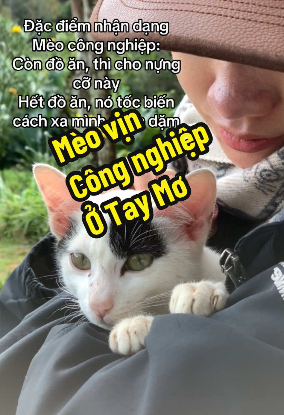 Buồng lắm, chẳng lẽ phải order thêm bánh chuối 😺 #nhàmèotháihà #fyp #fypシ゚ #taymoamateurs #mèonhàngườita 