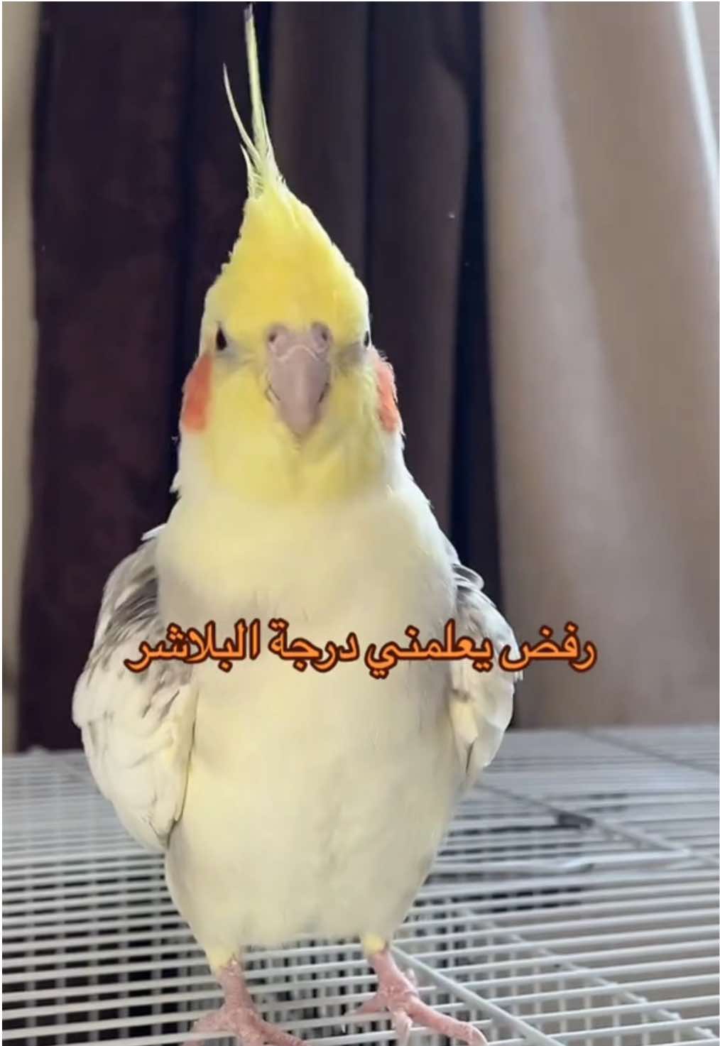 الانانية اصبحت لا تطاق عطوني درجة تشبهها #cockatielsoftiktok #cockateil #cockatiel #cockatiellife #كروان #كروانات #كوكتيل #كوكاتيل #funny 