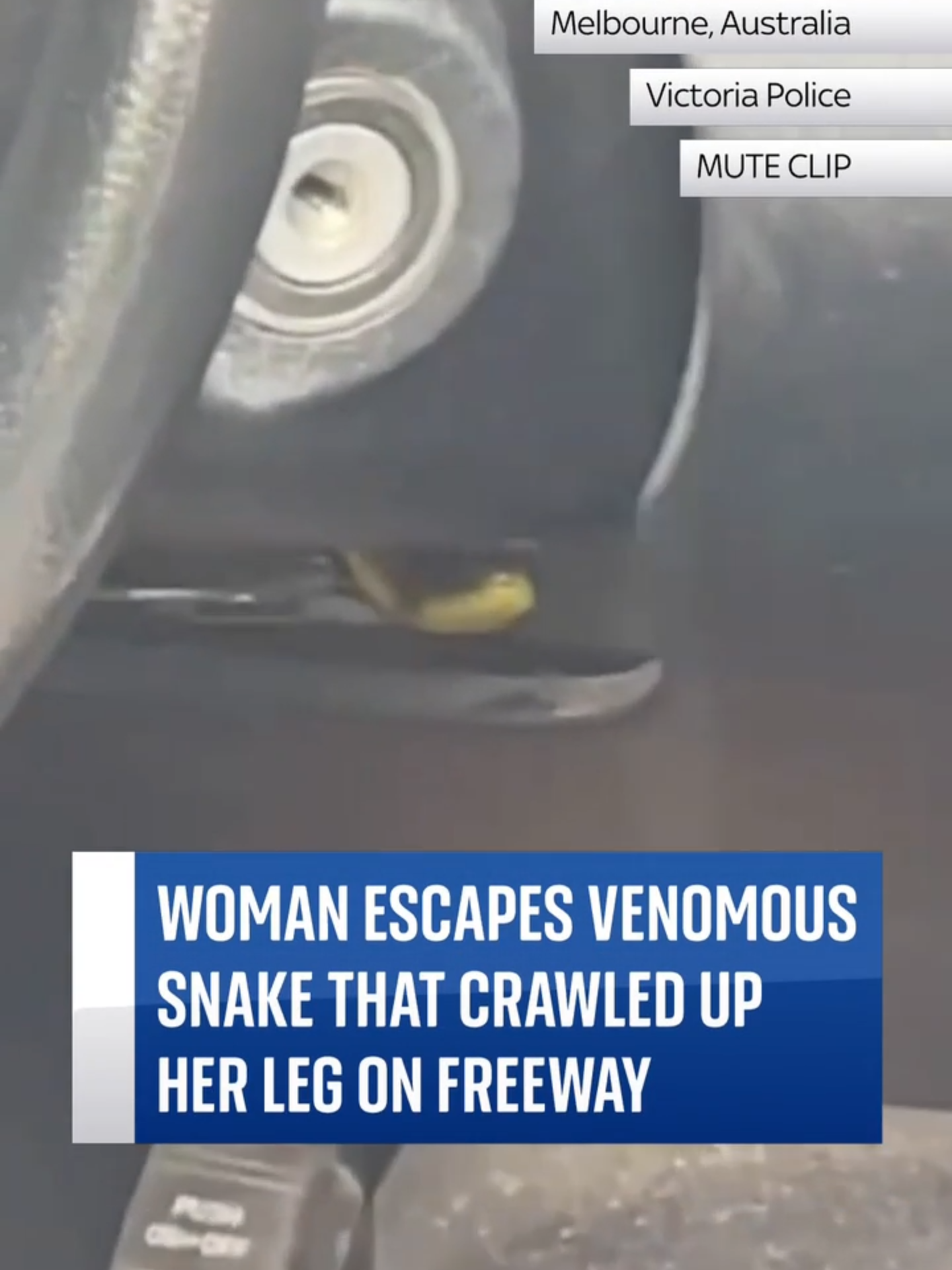 A woman in Melbourne discovered a venomous tiger snake slithering up her leg while she was driving on the freeway. She was eventually able to pull over and Melbourne Snake Control assisted to safely remove the snake from the vehicle. #Melbourne #Australia #Snake