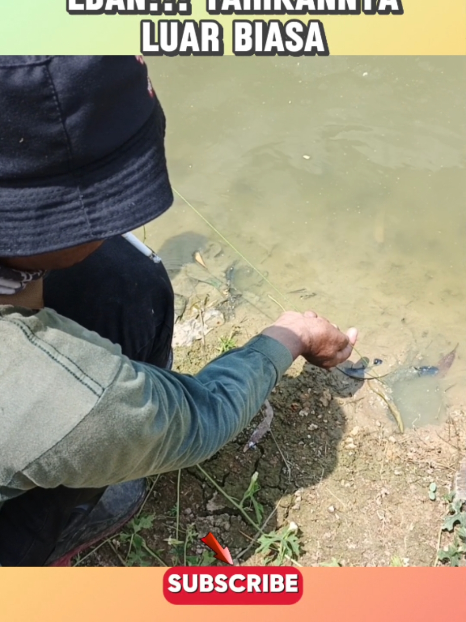 Edan!!! tarikannya luar biasa #mancingbelut #mancing #belut #welut 