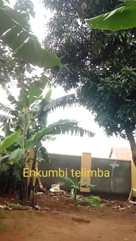 Enkumbi telimba