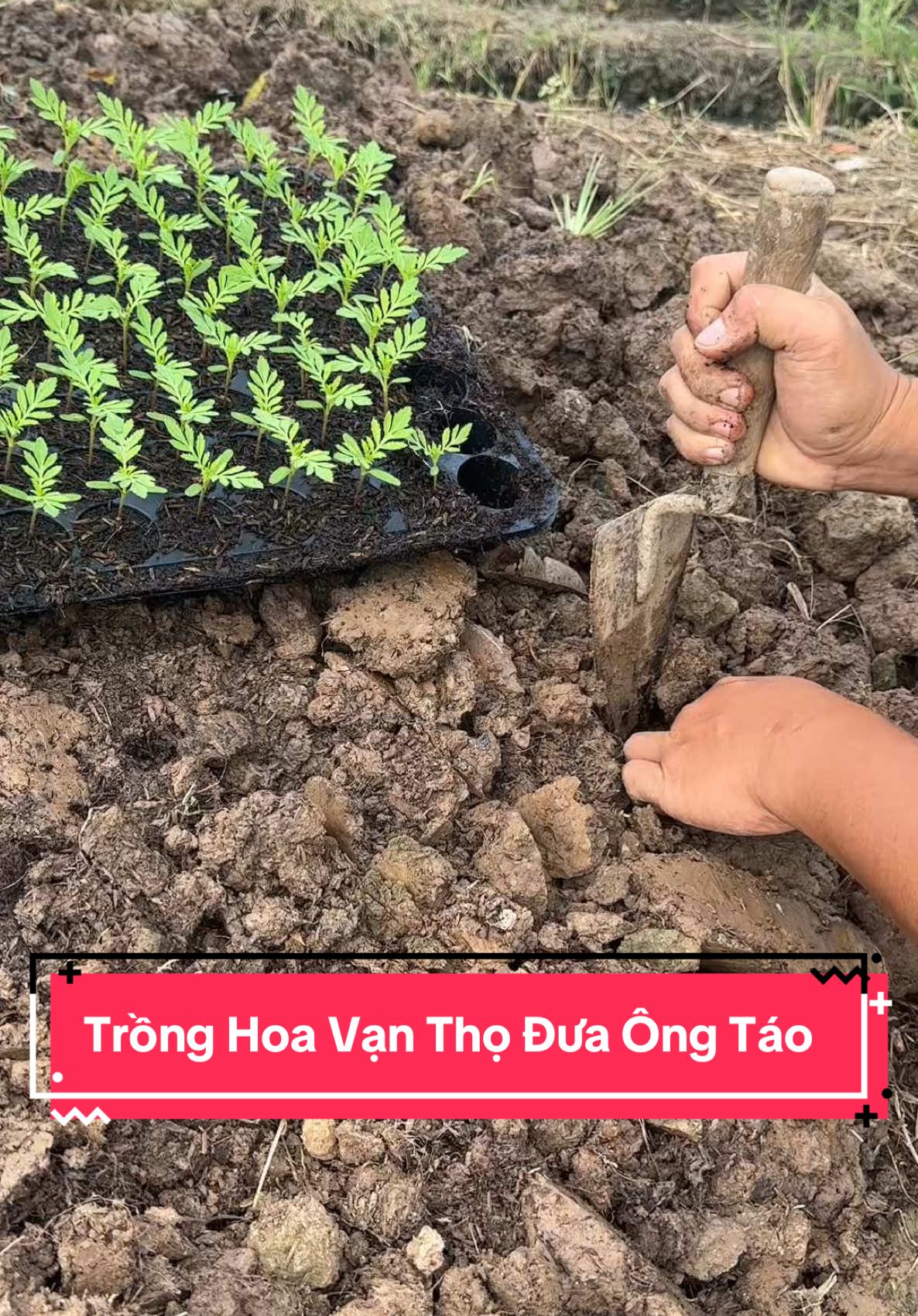 Trồng hoa vạn thọ đưa ông táo nè #kenhcuatoan #hoatet2025 #xuhuong 