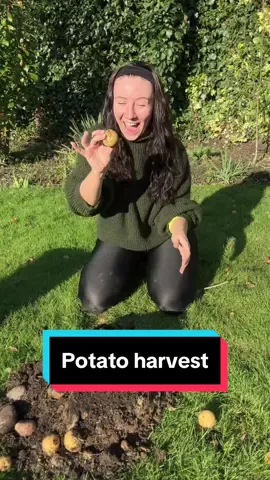 Last potato harvest of the year 😪 harvested some potahhhhs 🙃 #harvestingpotatoes #potatoharvest #growingpotatoes #gardening #harvesting 