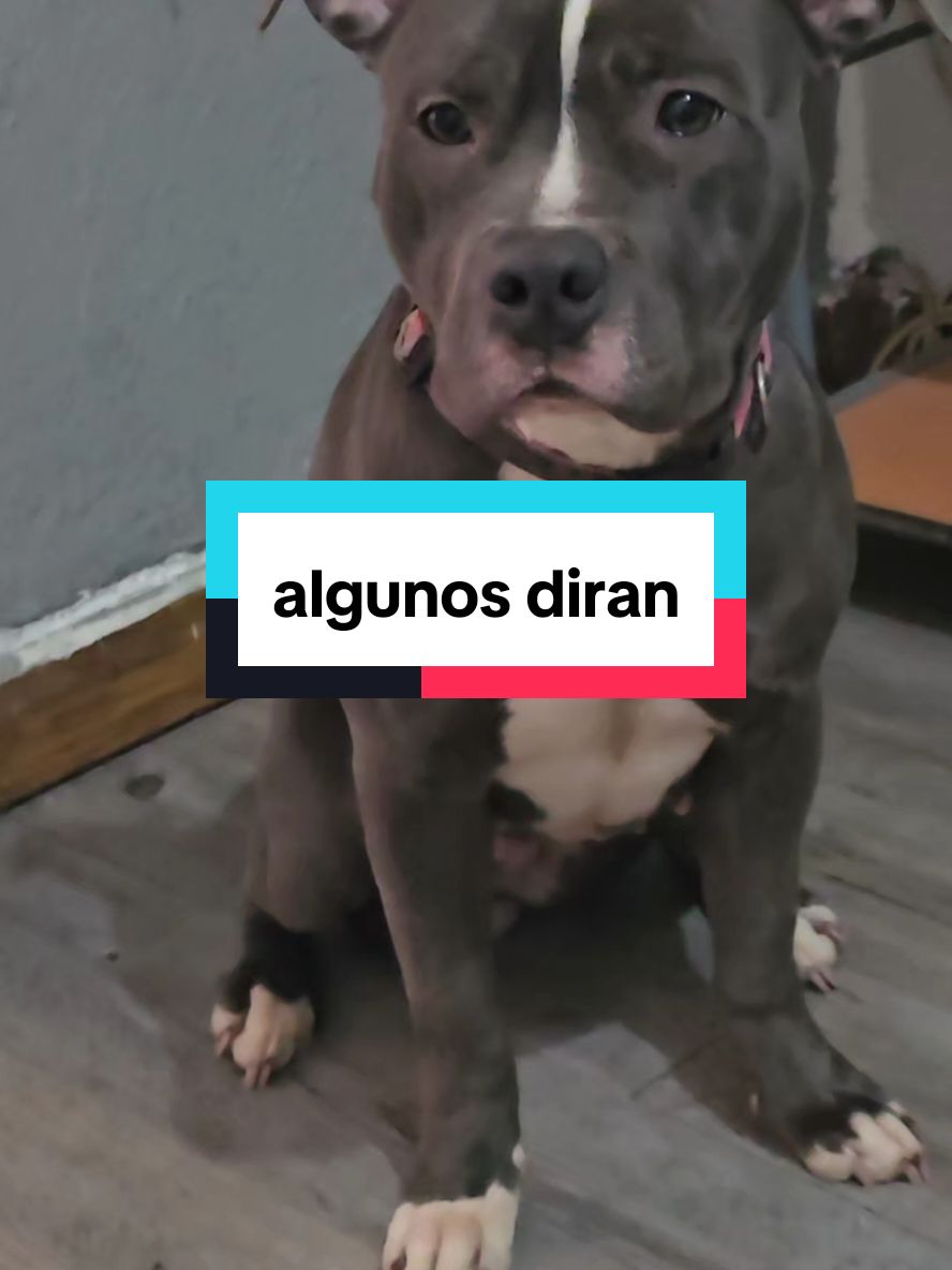 #algunos dirán #parati #viral  #perro #perros #pitbulls #cachorro #americanbully #amorpitbull #amor #bully #apbt #cachorropitbull #razabully #pit #dogs #nointimierasamiraza #perrodeldía  #amantedeperros #vidaperruna #adoptenocompre #amordecachorros #vidapitbull #cachorrospitbull #americanpitbullterrier #pitbullterrier #cach #amstaff #cachorro #defensordepitbull #pitbullsofficial #bulldog #perrorescatado #mamápitbull #pitbullofficial #pitbullsofig #staffy #rottweiler #mascota #mezcladepitbull #bullylove #amantedepitbull #canecorso #abkc #k #orgullopitbull #amantesdepitbull #pibble #pitbulldog  #perrosrescatados #mascotas #pitbullnation #lindo #dobermanorros #amantesdeperrosofficial #pitbulls #ternura #lindo #edición #popular #perrolindo #cachorropitbull #perroslindos #amstaff #dormido #fyp , #dogsoftiktok , #pitbull , #rescate , #perrolindo , #pitbullsoftiktok #pitbullsoftiktokviral , #pitbullsdotiktok , #pitbullsofficial #fyp , #dogsoftiktok , #pitbull , #rescate , #pitbullblue #pitbullsandparolees #pitbullsandbabies #pitbullsandkids #pitbullshowcase #pitbullswag #pitbullboxer #pitbullworld #pitbullproud #pitbullsruledrop #pitbullblue #pitbullsandparolees #pitbullsandbabies #pitbullsandkids #pitbullshowcase #pitbullswag #pitbullboxer #pitbullworld #pitbullproud #pitbullsruledrop #pitbullamericano #amolospitbulls #narizazul #pitbull #pitbullsofig  #cachorropitbull  #defensorpitbull #amorpitbull #pitbullsoftiktok #dogsoftiktok #fyp #foryourpage #puppy #foryoupage #hilariouspetstv #hilariouspetstiktoktv #cachorros #asmr 