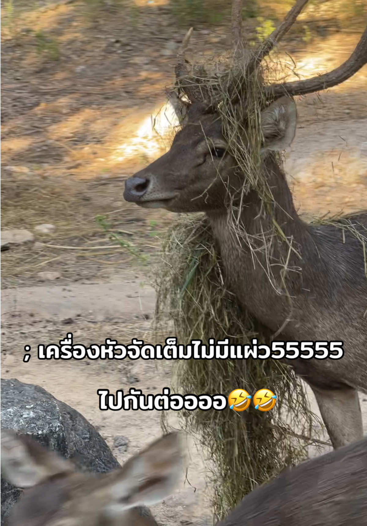 วันนี้มาในชุดแดนซ์เซอร์💃🏻🤣 เมื่อวานว่าสุดแล้ว วันนี้สุดกว่า🤣🤣🤣🤣 #เชียงใหม่ไนท์ซาฟารี #สวนสัตว์tiktok #น้องเอวา #เชียงใหม่ #cnx #