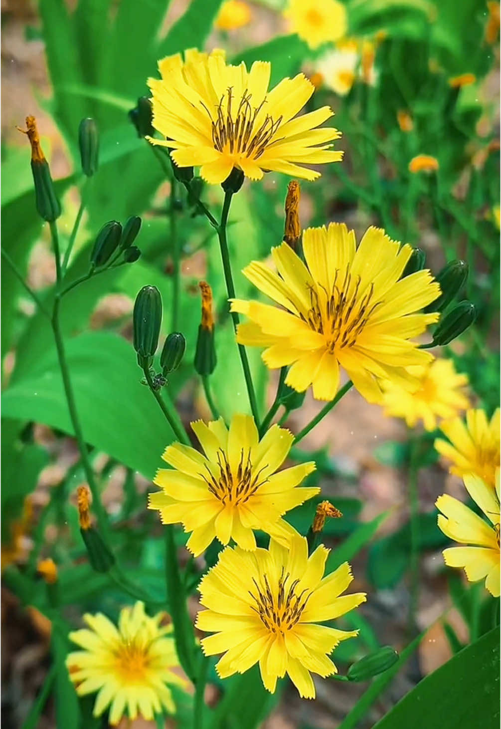 #beautiful flower#flowers#おすすめ #flypシ#hottrend #HealingJourney #scenery #nature #capcut #景色 #good #viraltiktok #綺麗 #日本の風景 #아름다운 꽃