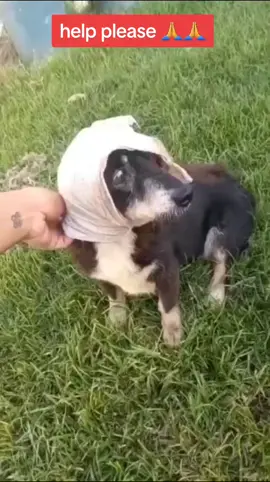 rend this ⚠️⚠️⚠️every day here in Ukraine in this war. hundreds of pets are being killed and injured 😭😭😭for nothing which is not good anymore 😢.  and me that's why I have decided to come out to rescue them but it is had to make it alone. please friends am humbly and kindly requesting on your help please 😭🙏 so that even I can manage to rescue more 🙏which are in need of help my dear friends.  the link is in my bio to help thank you. #animal #rescue #donate #dogsofinstagram #doglover #dogs #food #vegan #support #animalovers#rescueanimals #fypviral #foryoupageofficiall #socaldogs #usadogsrescue #adoptdontshop #rescuedog #usadog #adoptables #foryoupage #usadogsoftiktok #shelterdog #fypviral #rescueanimals #fypviral #foryoupageofficiall #adopted #usa #usa #fyp #usa #adopted #foryou #foryoupage #foryoupage #foryoupage #adoptables #usadogsoftiktok #shelterdog #fypシviral #fypviral #foryoupageofficiall #shelterdog #usadogsoftiktok #fypviral #rescueanimals #fypviral #foryoupageofficiall #socaldogs #usadogsrescue #adoptdontshop #rescuedog #usadog #adoptables #foryoupage #usadogsoftiktok #shelterdog #fypviral