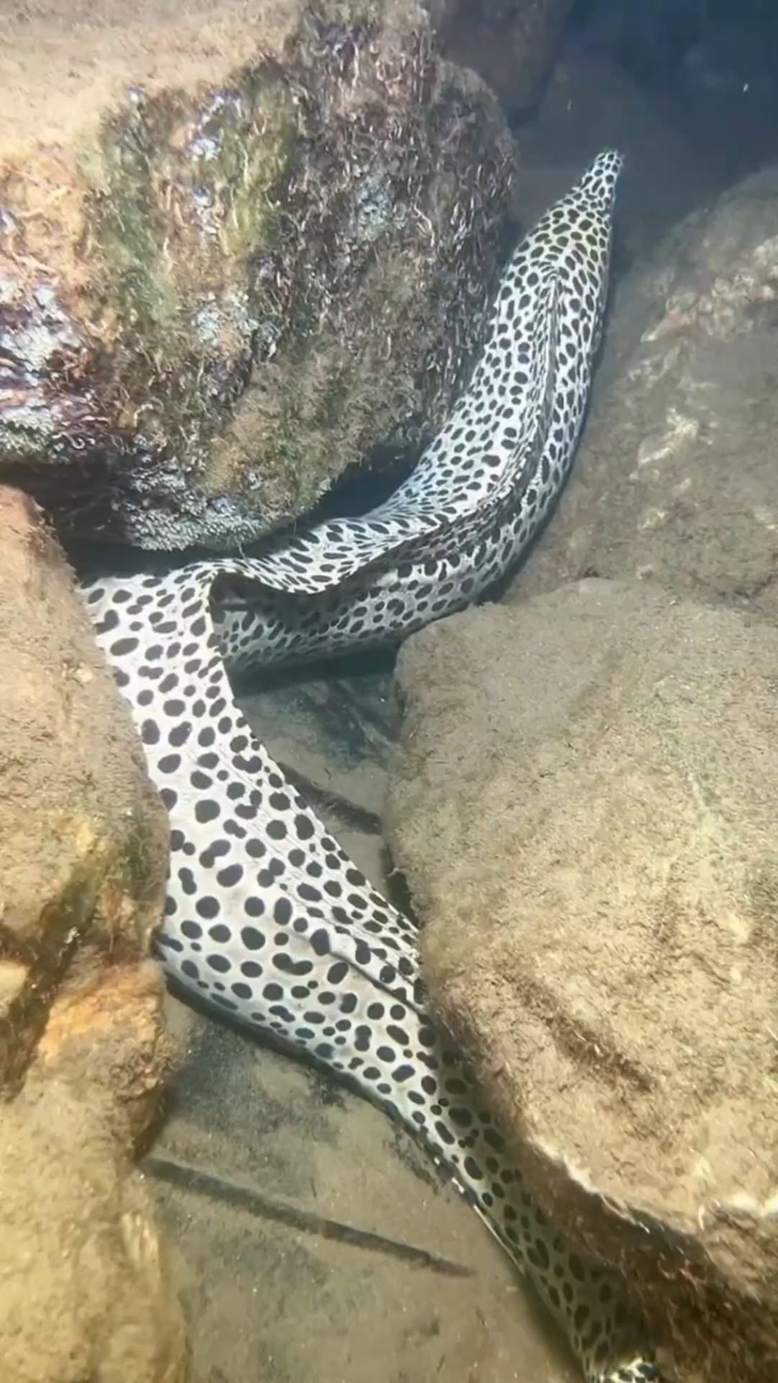 I caught a big eel while diving. It was really big. There were also some flash shrimps.  #diving #catchthesea #seafood #crab #fish