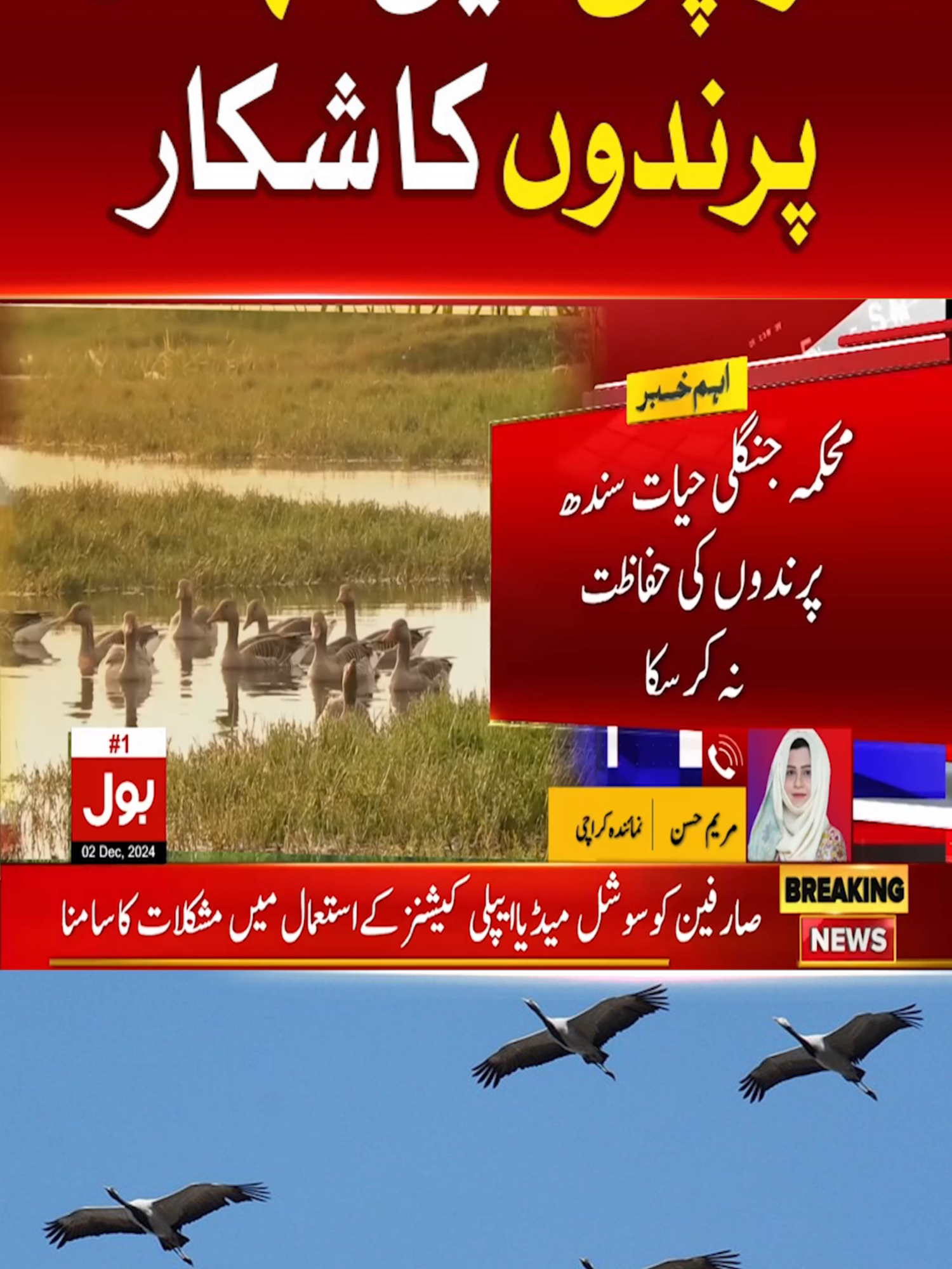 کراچی میں مہمان پرندوں کا شکار  #BOLNews #BreakingNews #Karachi #WhatToWatch #WhoToFollow