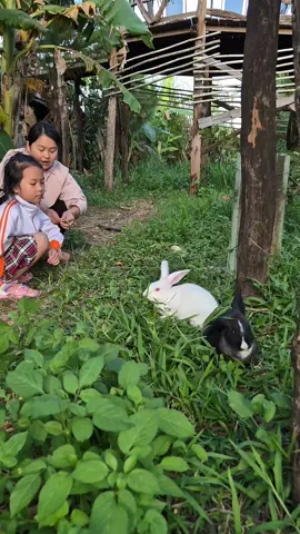 #bophoveque #farm #pleiku #nuihamrong ##nongtrai 