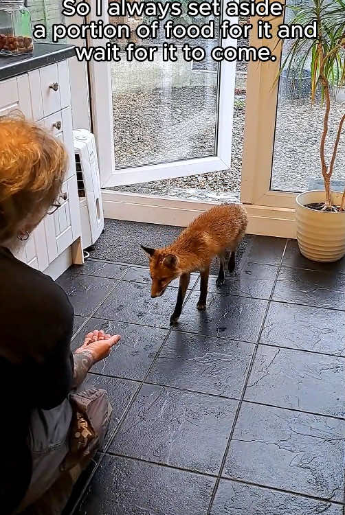 This fox followed me home anf made friends with me #rescue #rescueanimals #animal #animalsoftiktok #loveanimals #fox 