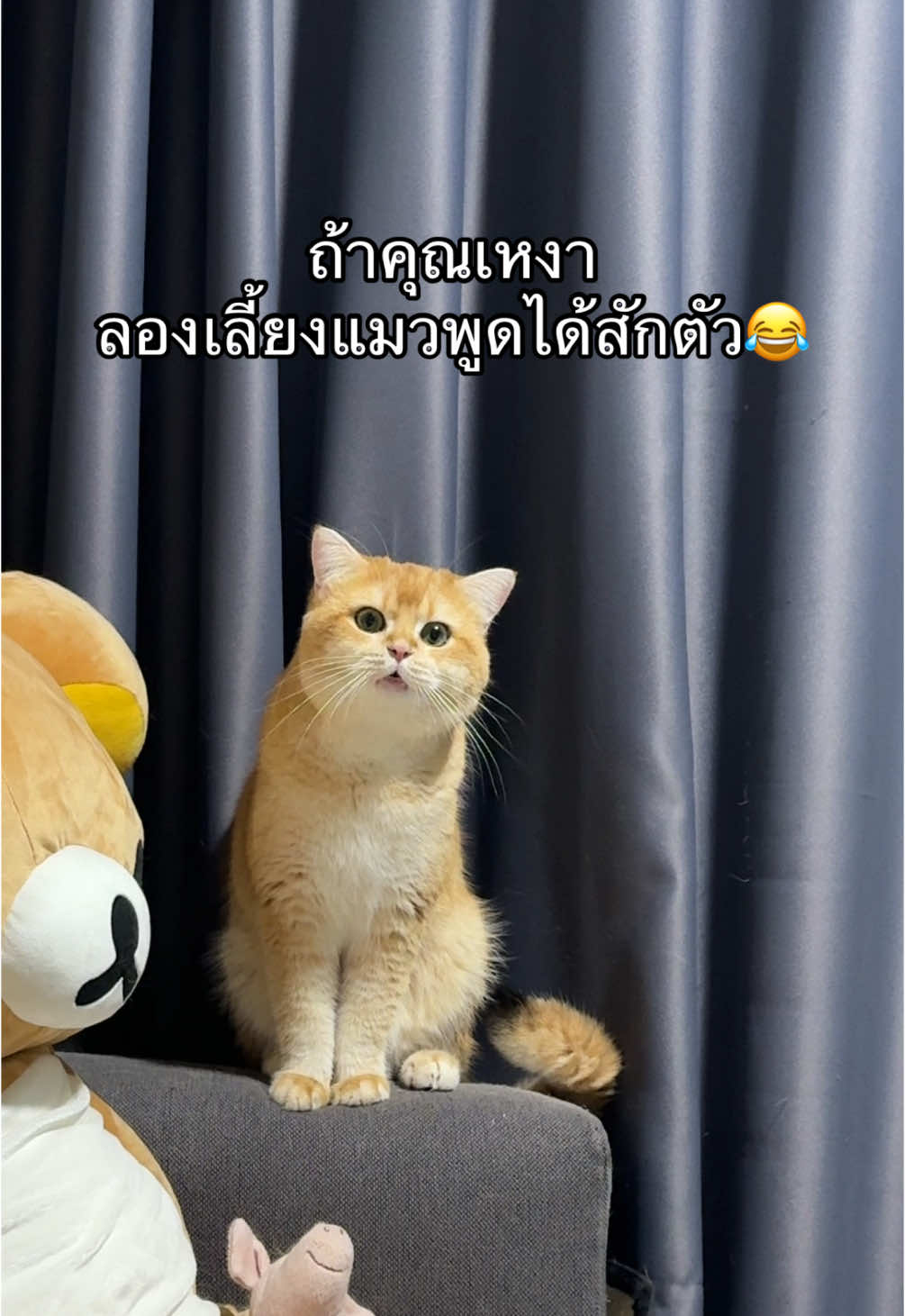 พูดทั้งวันน ฟังออก❌ แกล้งเข้าใจไปก่อน✅🤣 #แมวพูดได้ #แมว #แมวตลก #สวนสัตว์tiktok 