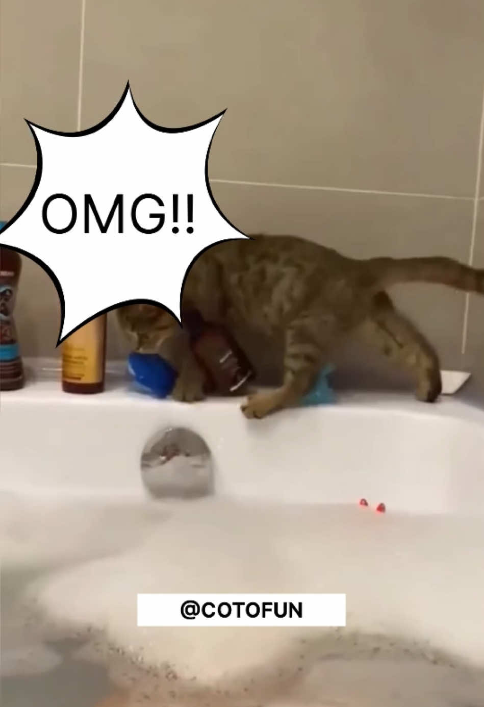 🤣 FUNNY CATS 🤣 #funnycat #badcat #funnyvideo #cattiktok #gatosgraciosos #gatoschistosos 