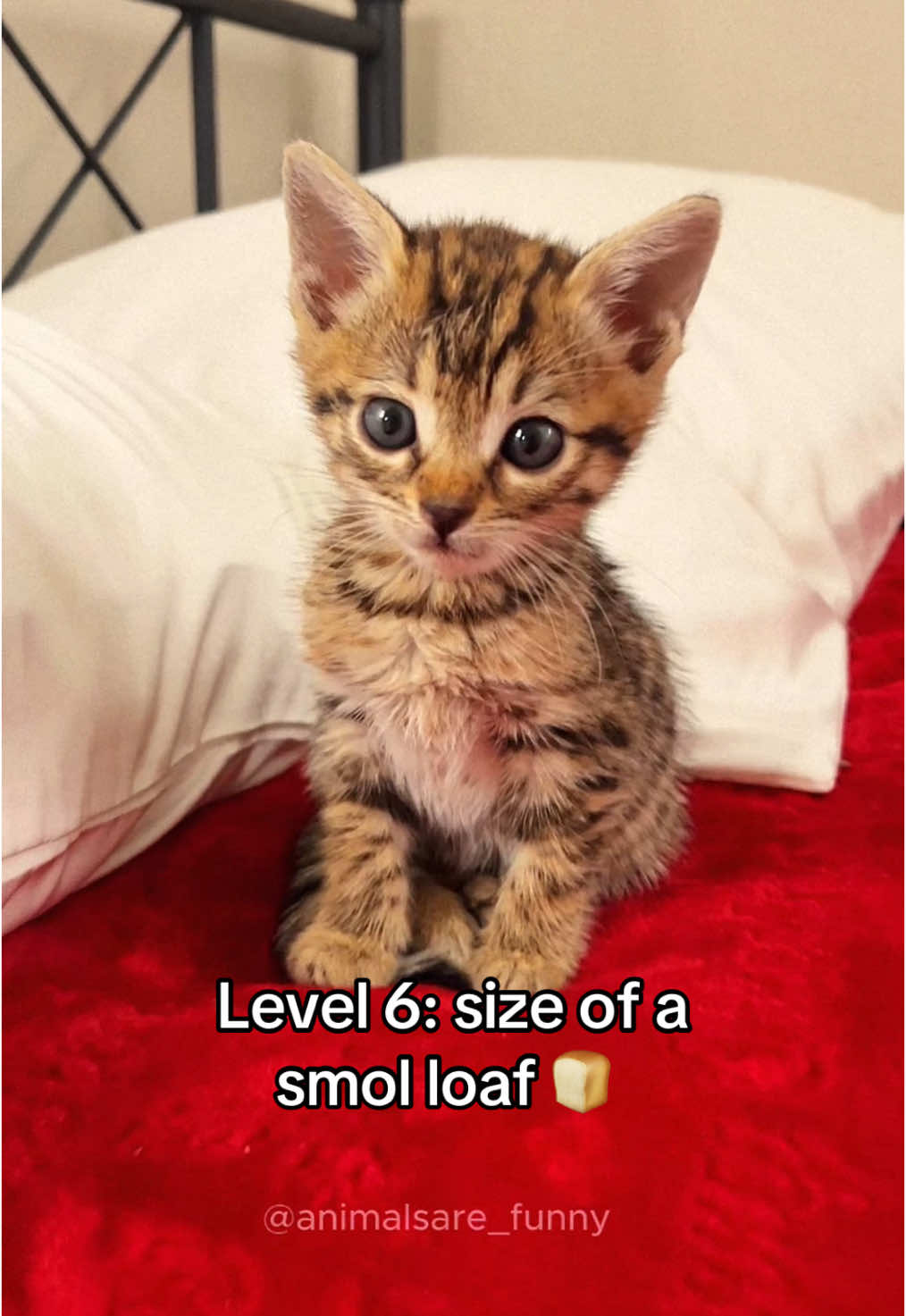 Cats but they keep getting smaller #cat #cutecat #funnyanimals #funnypets #fyp 