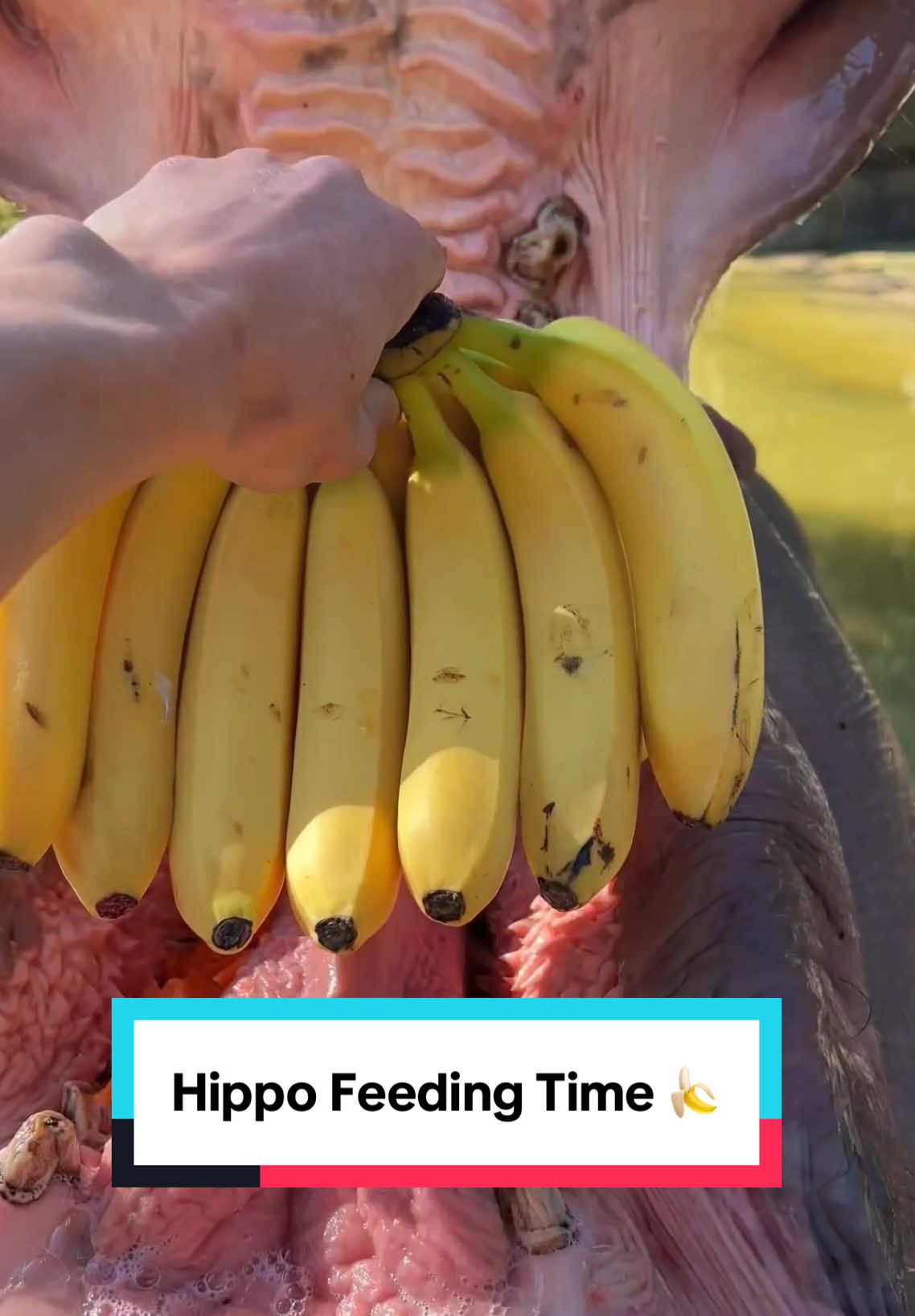 Feeding time with a giant hippo! 🦛 Watch as this majestic gentle giant chomps down on a whole bunch of bananas 🍌 in one go! Ever seen such a powerful yet adorable bite? 🥰 Drop a comment if you’d love to feed a hippo like this one day! Don’t forget to follow for more amazing wildlife encounters and fun animal moments! 🐾🌍 #HippoLove #ZooExperience #AnimalFeeding #WildlifeMoments #AmazingAnimals #AnimalLovers #NatureLovers #HippoFeeding #FunWithAnimals