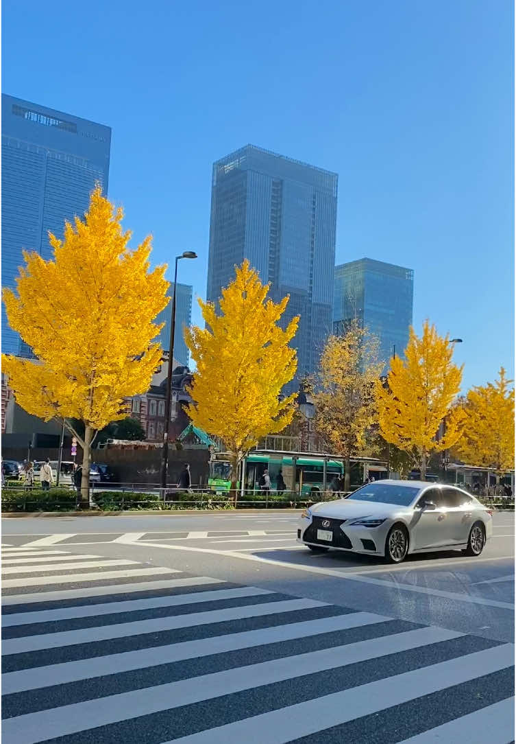 📍丸の内 紅葉がとっても美しかったです🍁 #東京 #日本 #tokyo #japan #fyp 