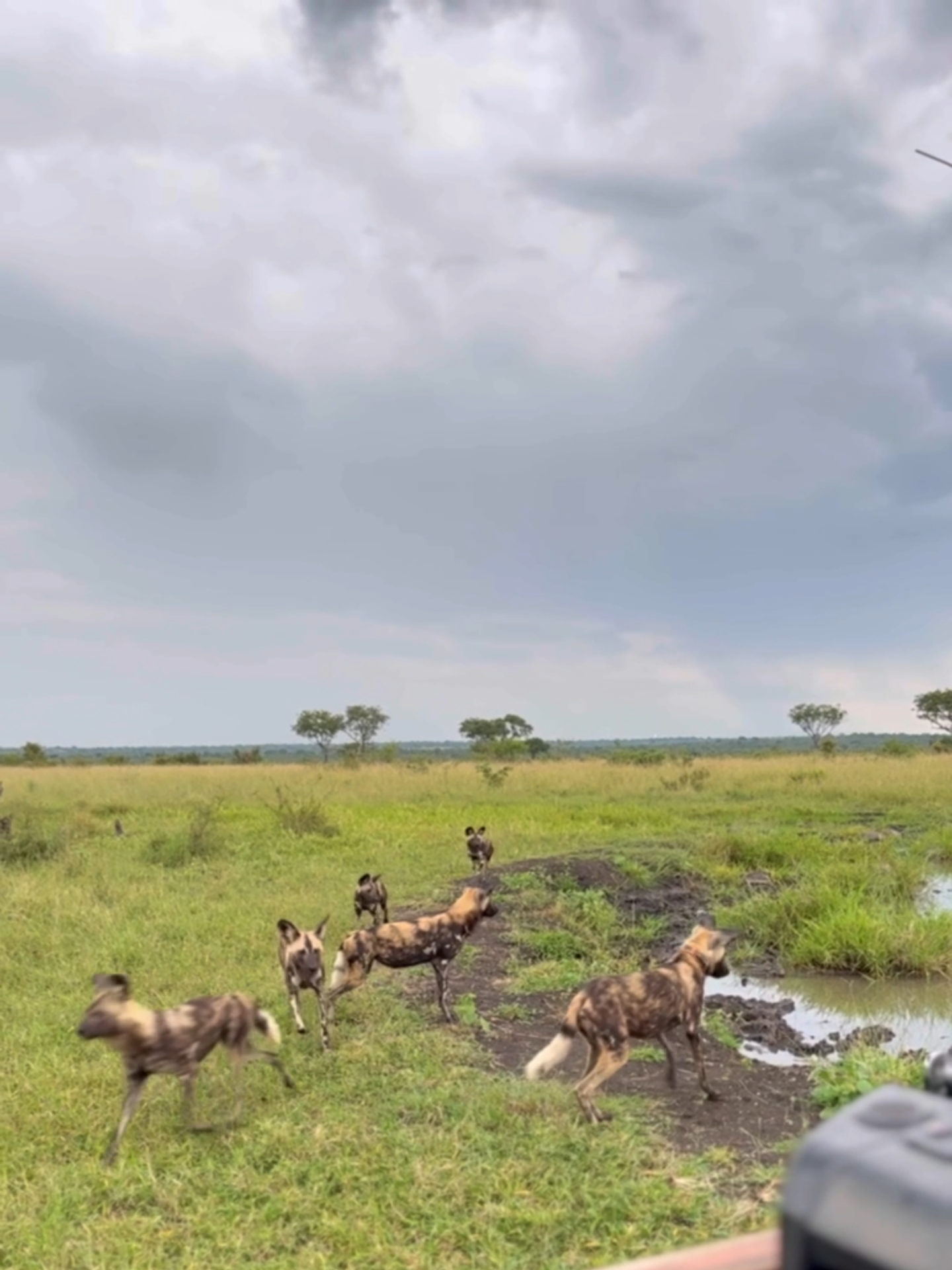 An afternoon game drive spent following a wild dog pack 🐾 #southafrica #safari #nature #africa #wildlifephotography #wildanimals #wilddog