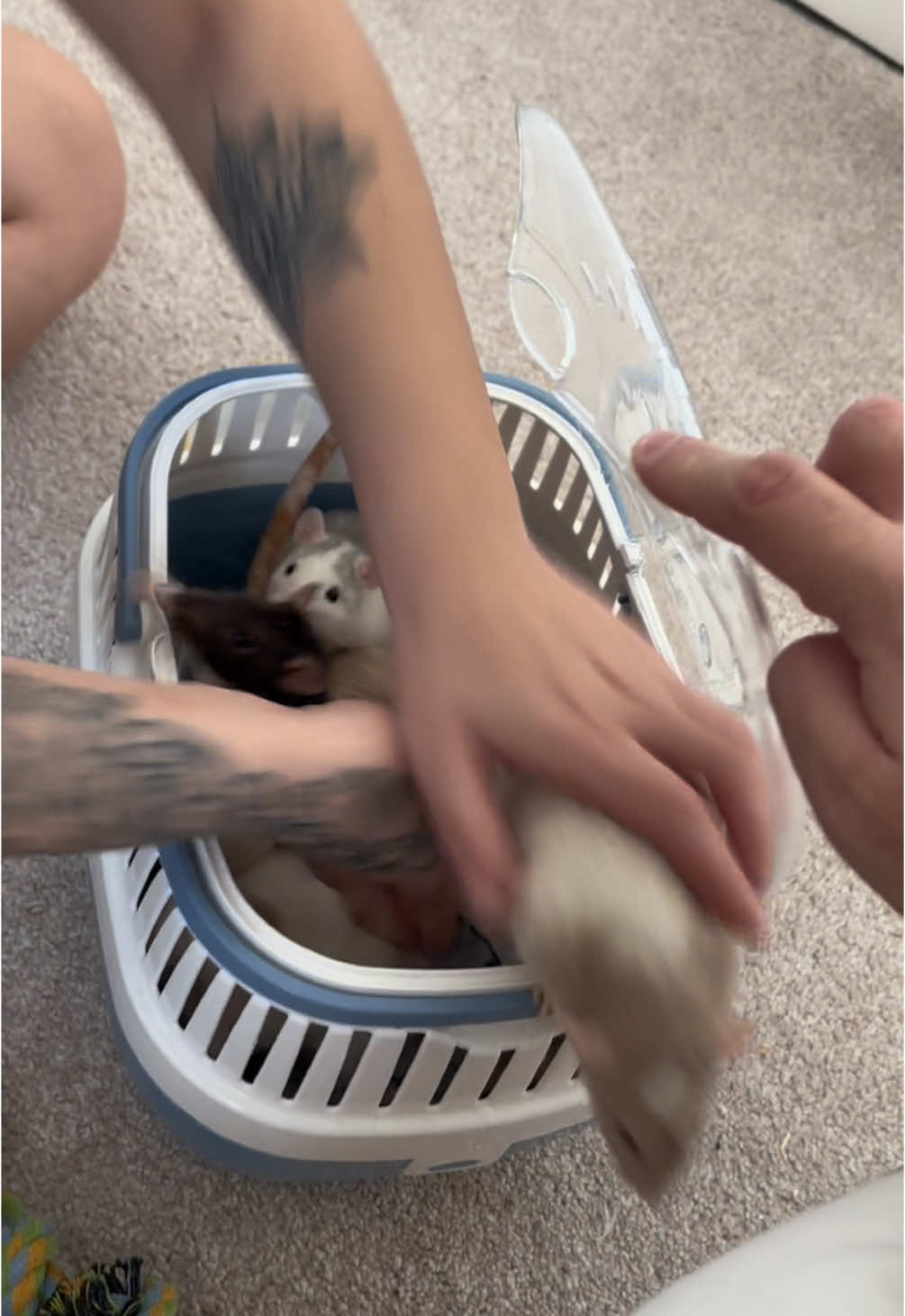 MISSION FAILED😱😱😱 ⚠️(DISCLAIMER)⚠️ We only put our rats in this cage whilst there cage is being cleaned…😊 #rats #ratsoftiktok #cuterats #PetsOfTikTok #pets #funnymoments #funnypets #rodent #furrfriends 