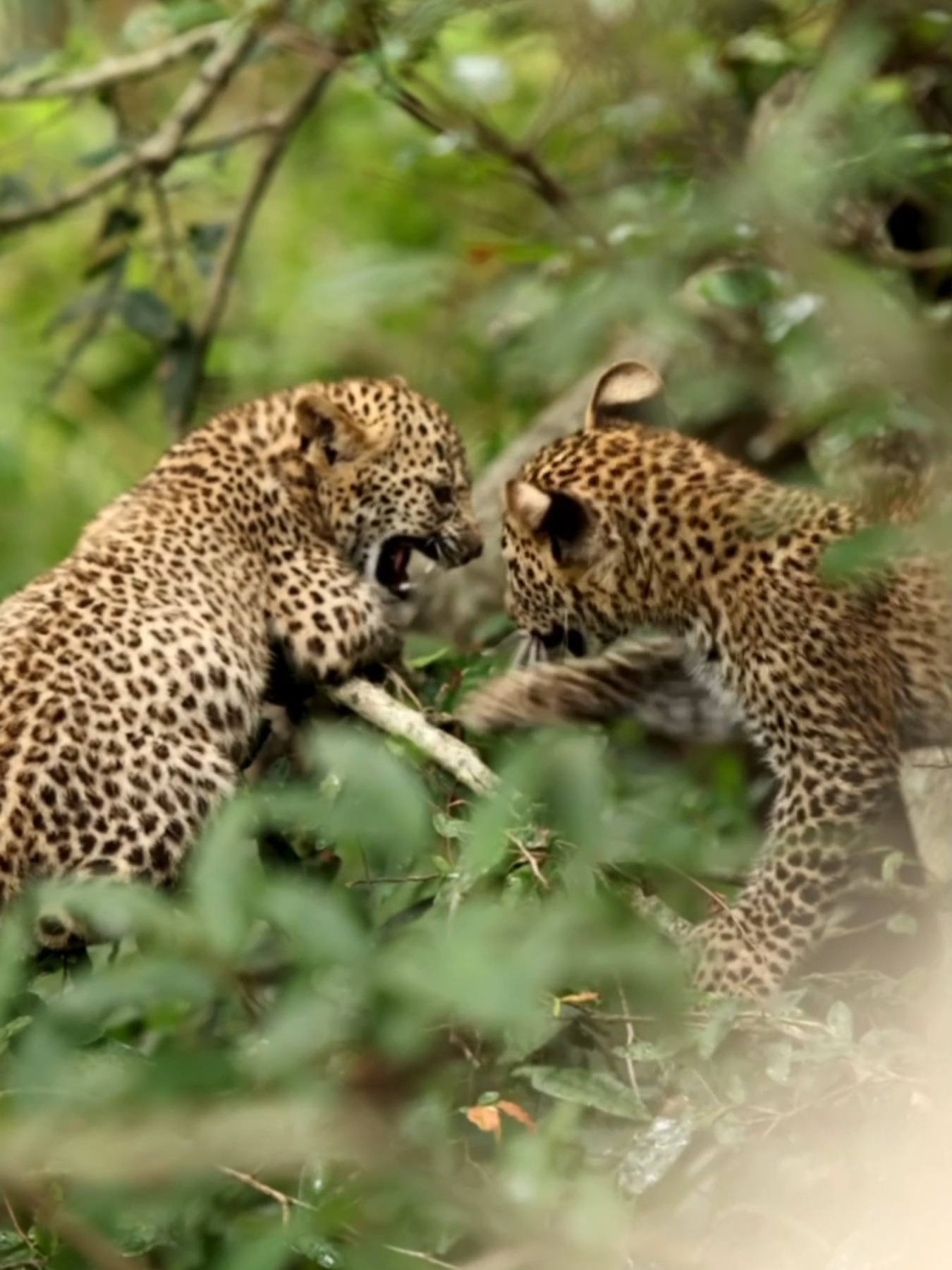 Leopard cubs in their natural habitat, learning the ways of the wilderness through play 🐆✨  #nature #cuteanimals #babyanimals #africa #wildanimals #safari #southafrica #leopard #wildlifephotography