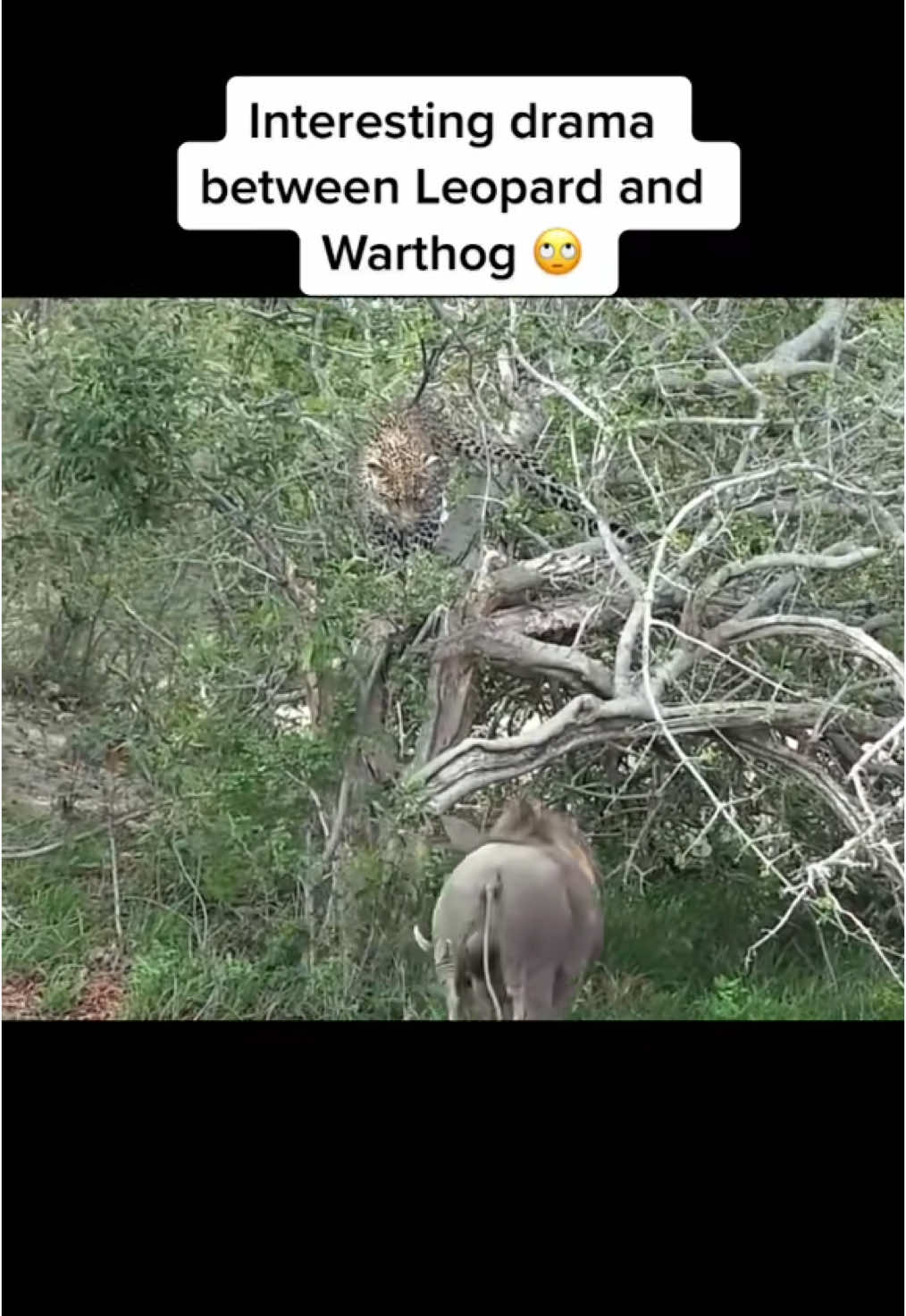 Massive Warthog double dares young Leopard ! 🫢🙄 #nature #wildlife #safari #gamedrive #africanwildlife #leopard 