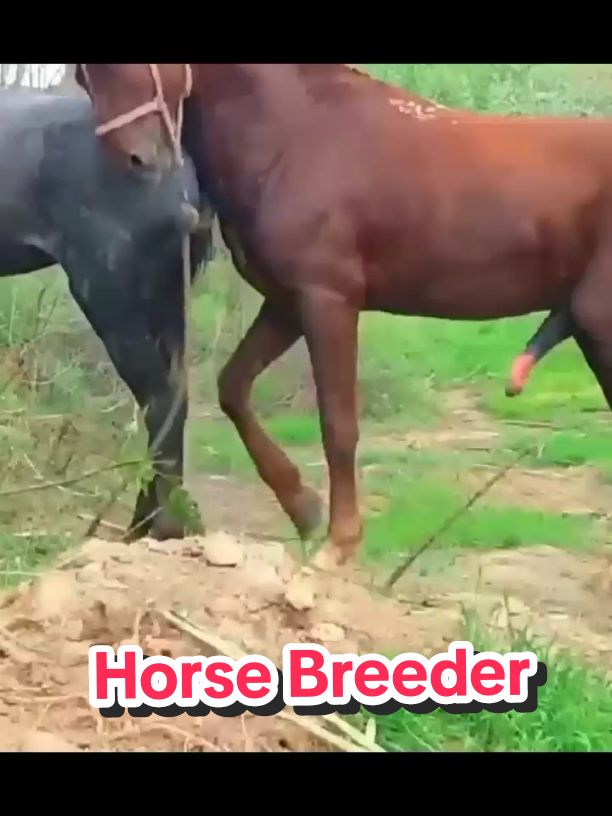 Donkey Breeding New Techniques #foryou #viralvideo #donkey #breeding 