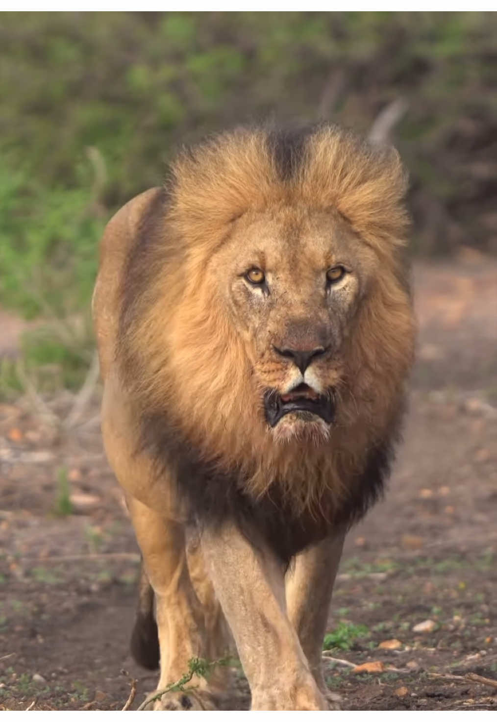 A massive Lion emerges from the bushes with a female . Thats some Pounds of Lion!  #nature #wildlife #safari #gamedrive #africanwildlife #elleafricasafaris #elleafricasafari #lion #lions 